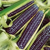 BENIH / BIJI / BIBIT BLACK CORN ( JAGUNG HITAM )
