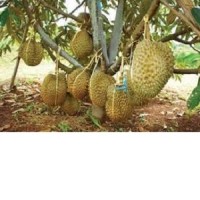Bibit DURIAN BAWOR (DURIAN MONTONG dengn KAKI 4)Cepat Tumbuh dan Besar