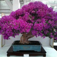 benih/biji/bibit bunga bonsai sakura ungu