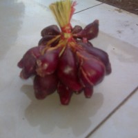 Jual bawang dayak segar Murah