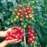 Jual Benih Biji Tomat Cherry Merah Murah