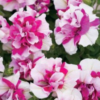 Biji Benih Bibit Bunga Petunia Double White Pink