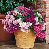 Benih Biji Bibit Bunga Petunia Double Layer Mix