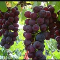 Jual Bibit Tanaman Buah Anggur Ungu & Hijau Murah
