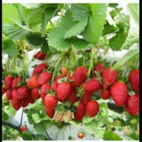 Jual Bibit Tanaman Buah Strawberry California Murah