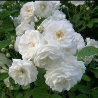 BIBIT MAWAR FLORIBUNDA PUTIH