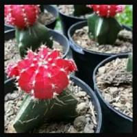 Jual Kaktus Merah Ruby Murah