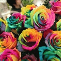 Jual Benih Mawar Pelangi / Rainbow Rose (Import) Murah