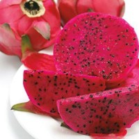 Benih Bibit Biji Buah Naga Merah