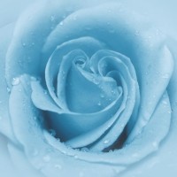 Bibit Parfum Pelembut / Softener Molto Biru (100 cc)