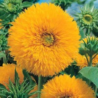 Jual biji benih bunga sunflower tedy sungold F1 imort UK Murah