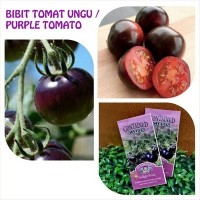 Jual BIBIT / BENIH TOMAT UNGU - INDIGO ROSE PURPLE COLOURED TOMATO Murah