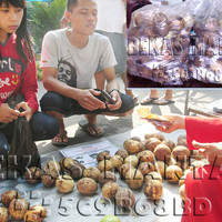 Jual Pengusir tikus buah simpalak buah bintaro buah nying-nying Murah