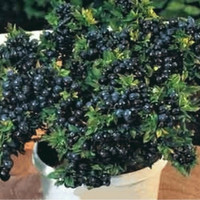 Benih / Biji / Bibit Buah Blueberry Bonsai - Import