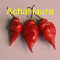 Jual CABE BILLY GOAT (BENIH/SEED/BIJI) Murah