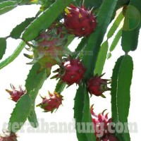 Jual Bibit Buah Naga Super Red Murah