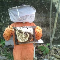 Jual Madu bantal, madu asli hutan kalimantan Murah