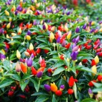 Jual BENIH/SEED/BIJI BOLIVIAN RAINBOW Murah