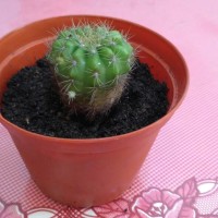Jual kaktus mini Murah