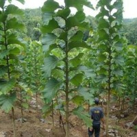 BIbit jati solomon 1 paket 100 pohon