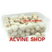 Jual Bawang Putih Tunggal /Bawang Lanang pilihan Class PREMIUM SUPER BIG Murah