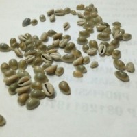 Jual Biji Congklak / Dakon Satuan Murah