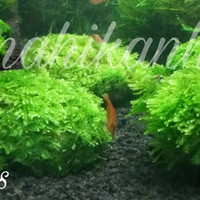 Jual Batu moss mini xmas chrismast aquascape Murah