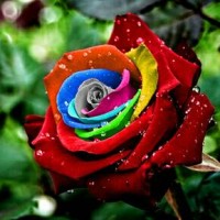 Jual Benih Mawar Mystic Rainbow Rose - Import Murah