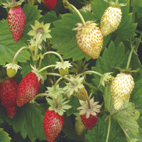 Jual Benih buah Strawberry (Alpine) Red & White F1 Mr.Fothergil Murah