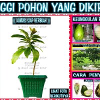 Jual ALPUKAT CUANKI (bibit pohon) Murah
