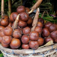 Jual Salak Karangasem Bali Asli Murah