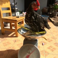 Jual Daging Ayam Kampung Murah