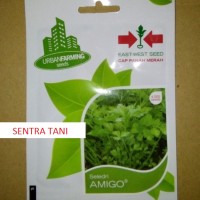 Benih Seledri