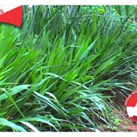 Bibit rumput gajah atau rumput odot atau king gress