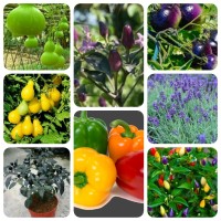 Jual Aneka Benih Unik (Cabai, Tomat, Paprika, Labu Botol dan Bunga) Murah