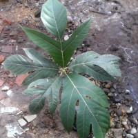 Bibit Tanaman Buah Sukun