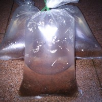 Jual Cacing Sutera / Cacing Rambut / Pakan Ikan Cupang Murah