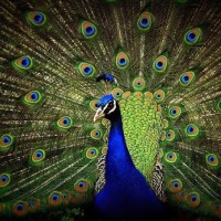 Jual Bulu Burung Merak 100 Original Kota Tangerang Putri
