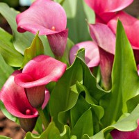 Biji Benih Bibit Bunga Calla Lily Flower