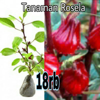 Tanaman Bunga teh Rosela/Rosella -bibit hidup bukan biji-