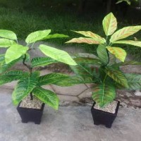 Jual Pohon artificial mini / Pohon Plastik / Bunga hias Murah
