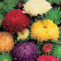 Benih Bibit Biji tanaman Bunga Aster Duches