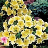 Bibit Benih Biji Bunga Petunia Grandiflora Yellow / Kuning