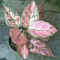 Bibit bunga aglonema lady valentine
