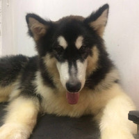 Jual Alaskan Malamute Jantan 9bulan Besar Kota Depok Raudahlan