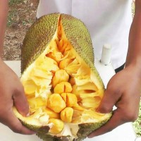 Tanaman Hias / Bibit Nangkadak / Bibit Nangka Cempedak