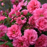 Bibit Tanaman Bunga Mawar Floribunda Pink