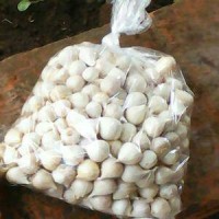 Jual Bawang Putih Tunggal/Bawang Lanang 100gr Herbal Alami Murah