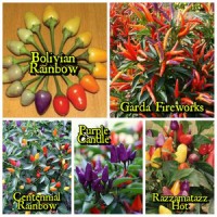BIBIT CABE / BENIH Cabai Pelangi/ Bolivian Rainbow chili Pepper