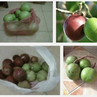 Jual Sapu Bersih, Pengusir Tikus Alami Buah Bintaro, Cara Usir Tikus Di Rum Murah
